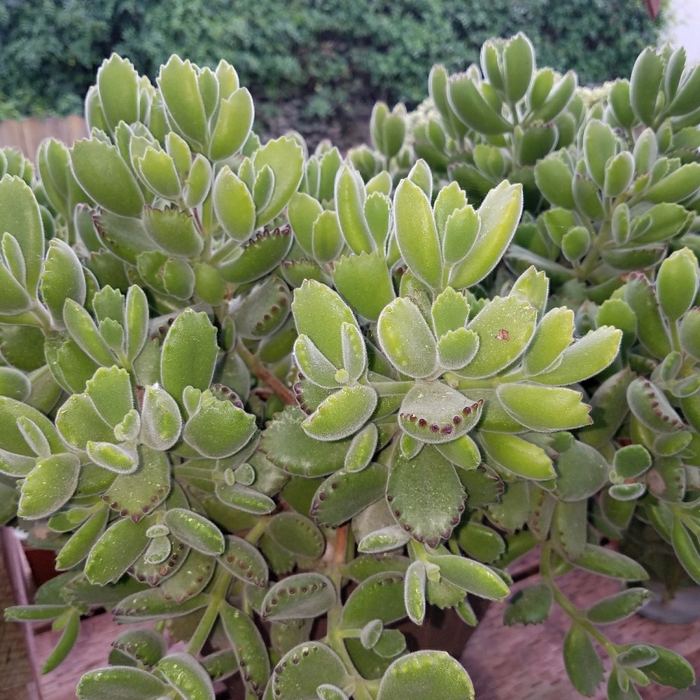 Succulents  Bear Paws  12  CUTTINGS  FOR 15 DOL